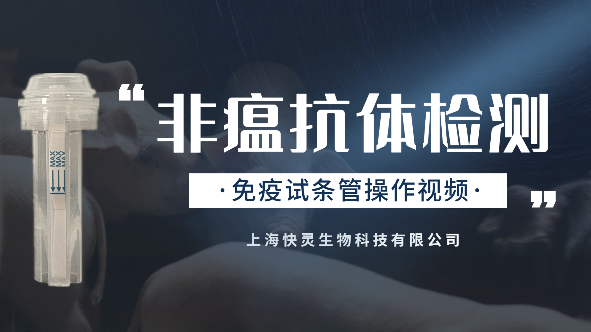 非瘟抗體免疫試條管——膠體金新時(shí)代